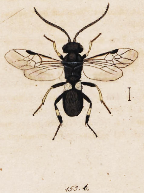 Chelonus image