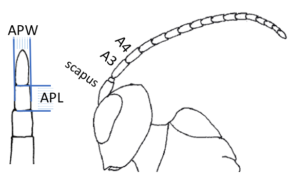 Antenna