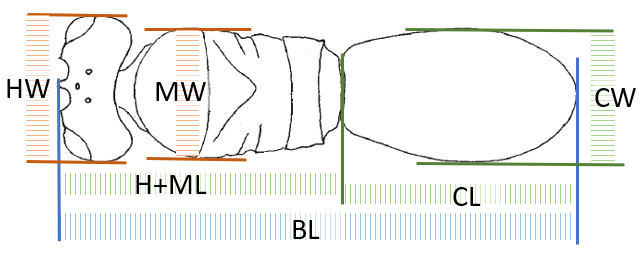 dorsal view body