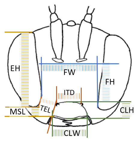 Frontal view head