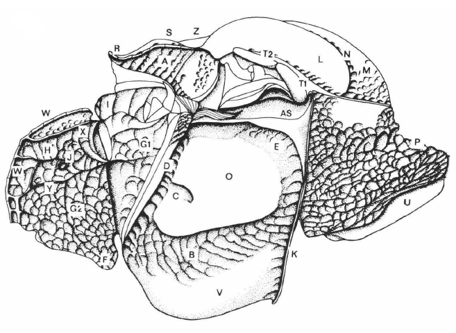 mesosoma dorsal view