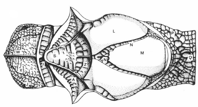 mesosoma dorsal view