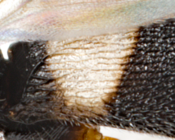 widest in middle, black corners