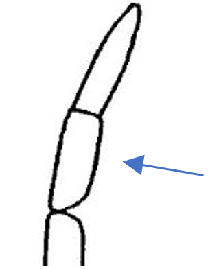 long