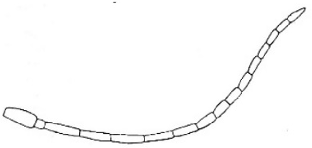filiform, not widened