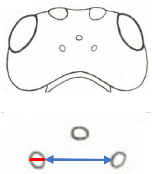 > 4