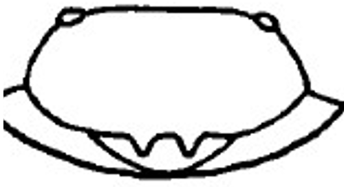 two teeth