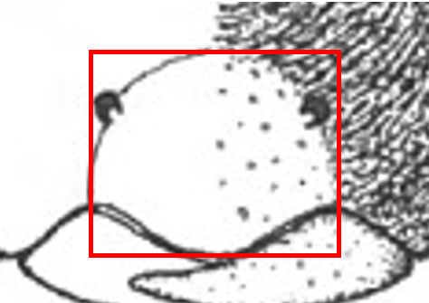 quadrangular
