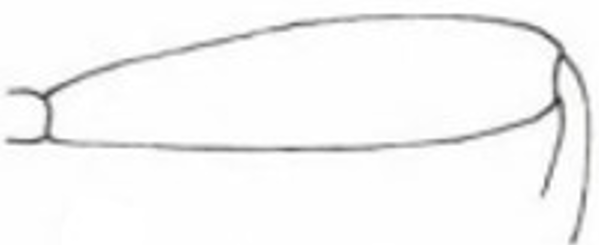 long