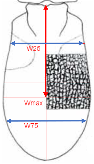 widest towards apex