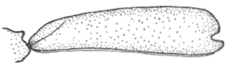 long