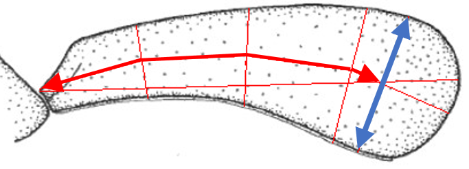 posterior
