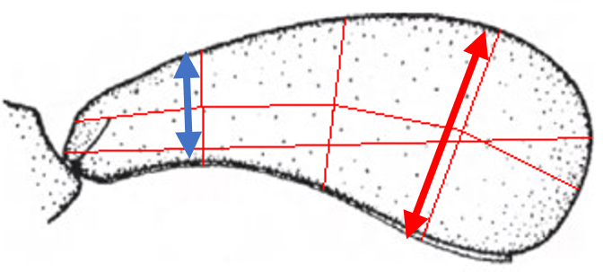 large