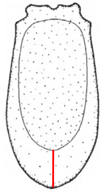 (distinctly) incurved