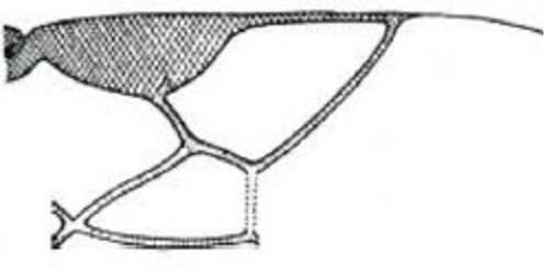 Sm2 medium