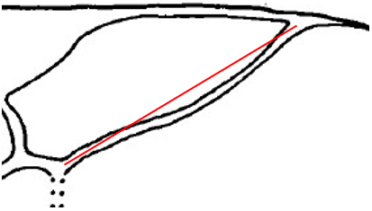 apically convex