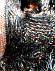 transverse-longitudinal