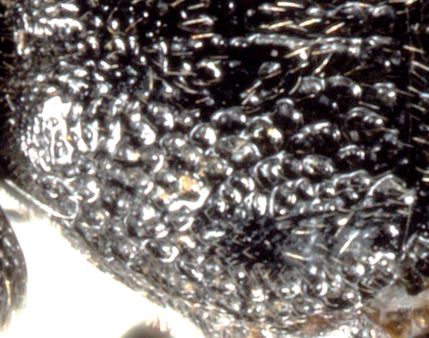 notauli slightly distinct
