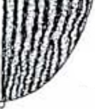 rugose-striate