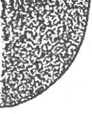 rugulose