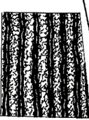 (sulcate) / striate