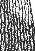 striate-rugose
