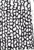 longitudinally rugose / rugose-striate 