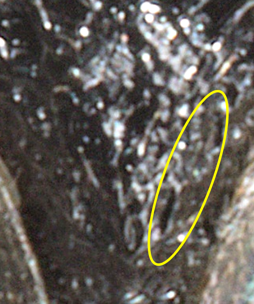 rugose / striate