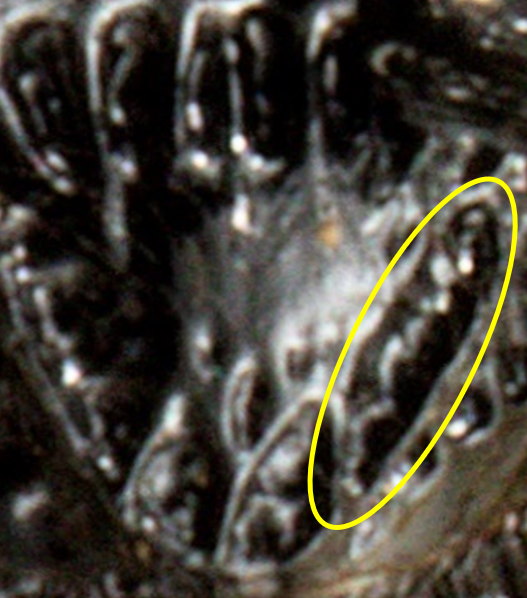 reticulate / crenate