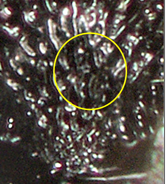 rugose / striate