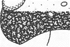 rugose-reticulate