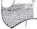 striate (striolate)