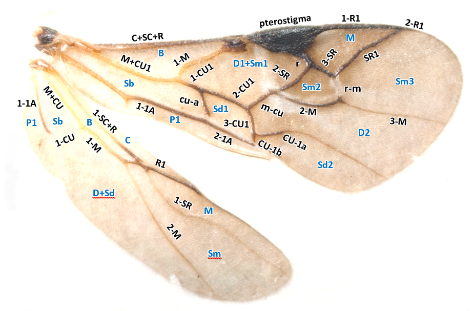 wing veins and cells