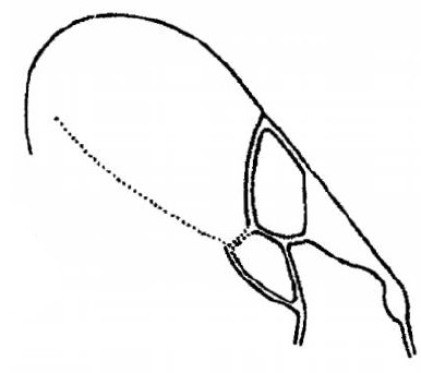 fore wing
