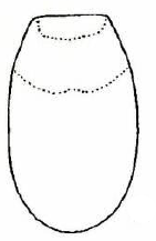 ♀ metasoma, dorsal view