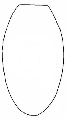 ♂ metasoma, dorsal view