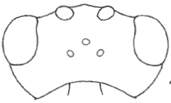 head in dorsal view
