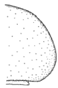 apex of metasoma in lateral view