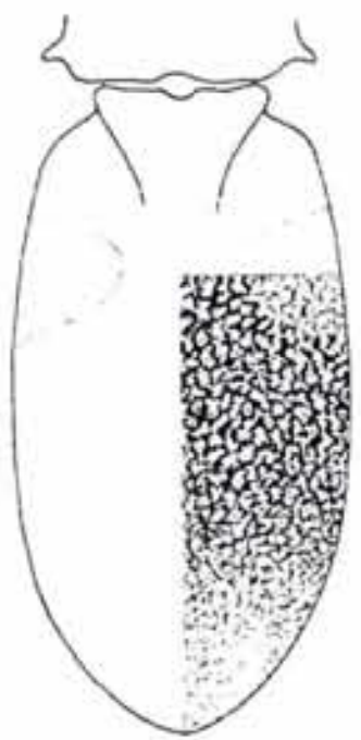 metasoma, dorsal view with indication of its sculpture
