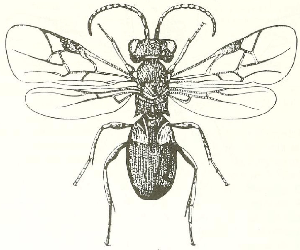 habitus