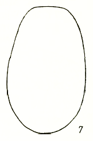 metasoma in dorsal view
