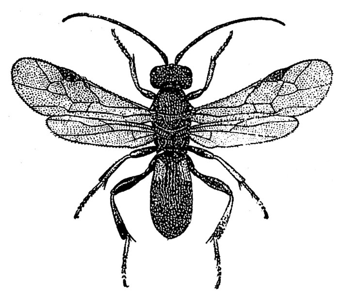 ♀ habitus