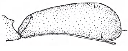 Carapace in lateral view