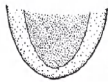 Posterior end of carapace in ventral view