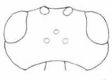 head in dorsal view