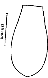 metasoma