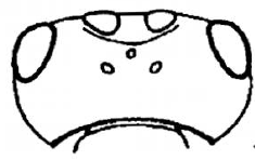 head, dorsal view