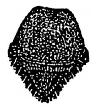 mesosoma, dorsal view