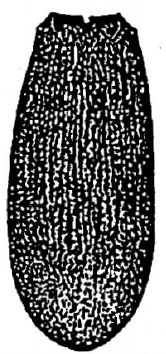 metasoma, dorsal view