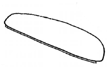 ♀ metasoma, lateral view